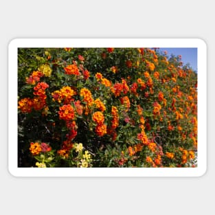 Flowers Lantana Sticker